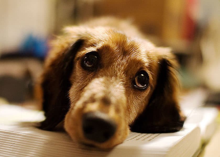 Assurer son chien ou son chat, bonne ou mauvaise idée ?