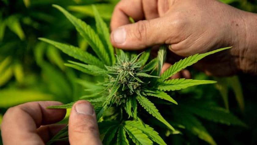 Cannabis-plants