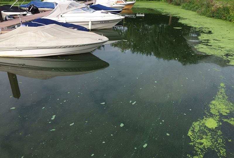 Attention au contact des algues bleues découvertes dans la Moselle