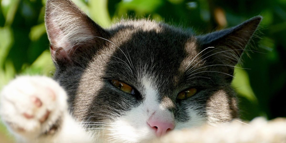 Des implants toxiques sont déposés sur leurs proies habituelles, de manière à ce que les chats succombent après morsure.